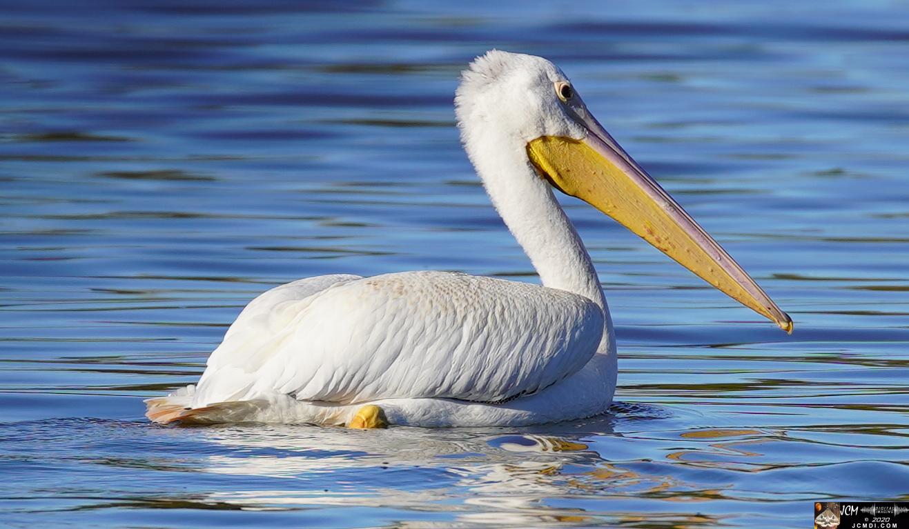 20201030 Old Hickory Lake TN Pelicans